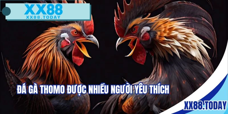 Đá gà Thomo mới nhất được yêu thích tại nhà cái