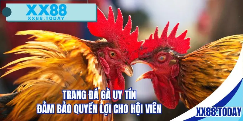 Trang đá gà uy tín luôn đảm bảo quyền lợi cho hội viên
